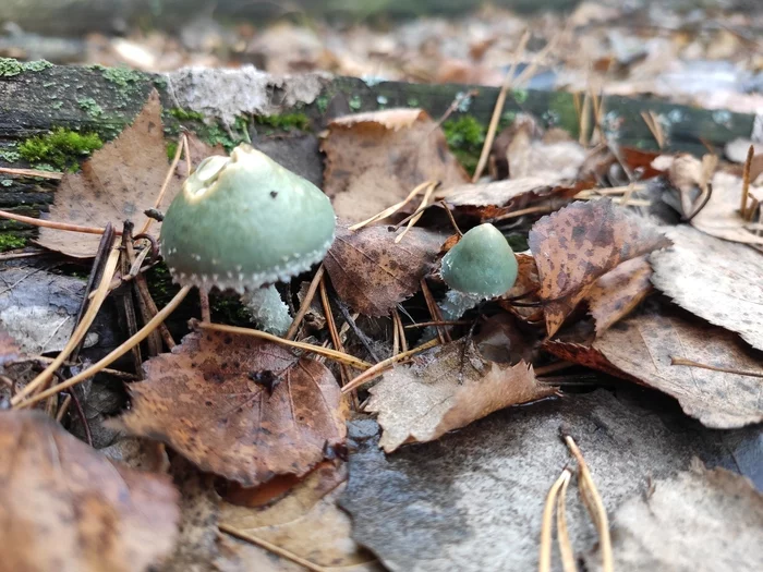 Edible-inedible - My, Mushrooms, Forest