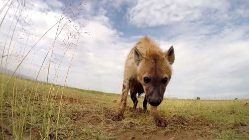 Изобретательный фотограф прикрепил фотокамеру к машинке с ДУ и делает интересные снимки диких животных - Дикие животные, Фотограф, Длиннопост