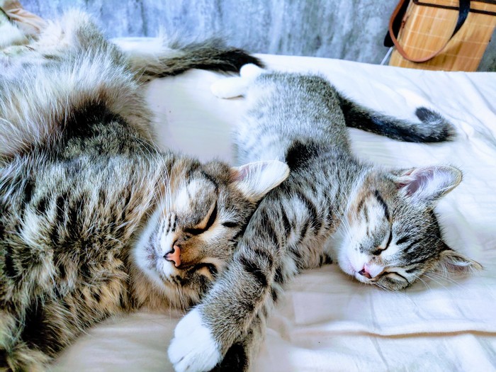 Мои тыгыдыки