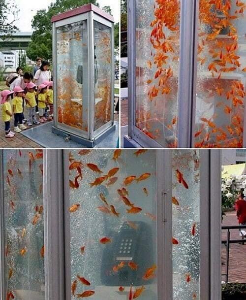 In Japan, old telephone booths have been turned into aquariums. - Images, Japan, Aquarium, Aquarium fish, Phone station, Longpost