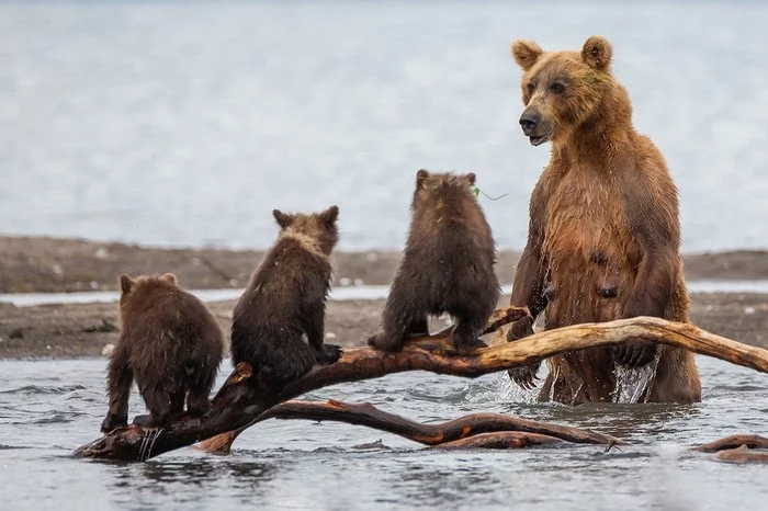 At the fishing lesson - The photo, Animals, The Bears, Young, Photographer Denis Budkov