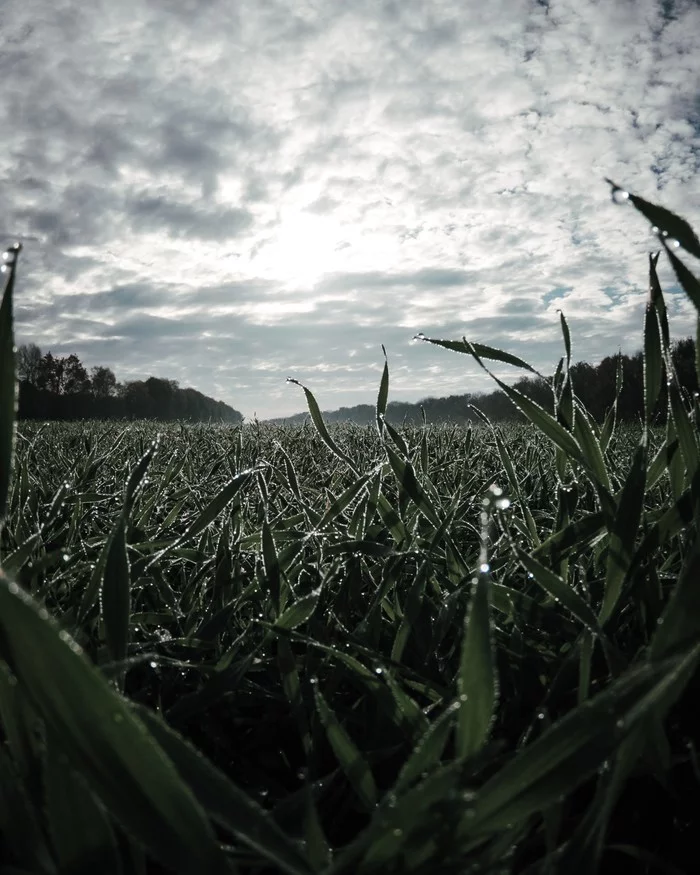 Wet morning - My, The photo, Morning, Dew