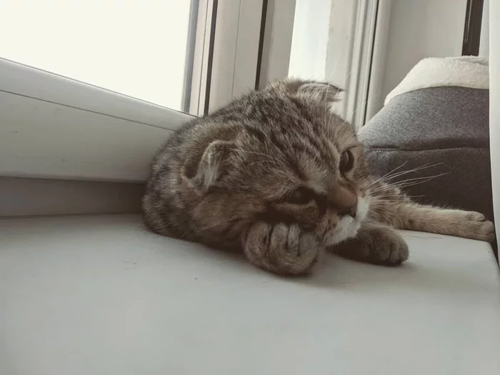 Monday morning - My, cat, Scottish lop-eared