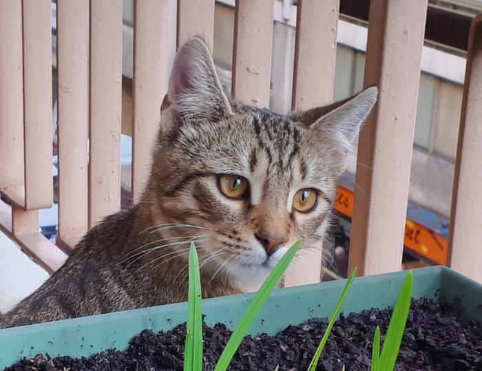 Хозяйская златоглазка обгладывает цветы на балконе