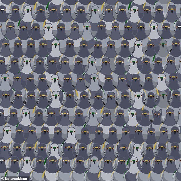 139 pigeons and only one cat. Try to find it in less than 9 seconds! - Mystery, cat, Pigeon