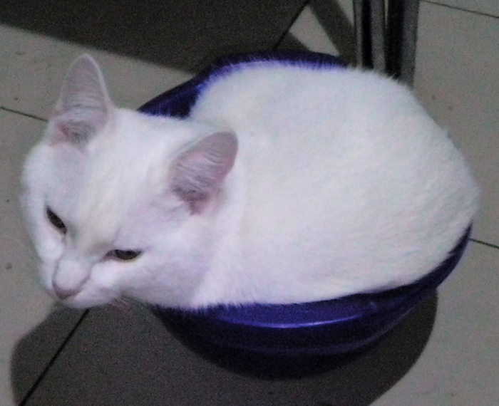 Кот спит в синей мисочке. Фото вам в ленту.