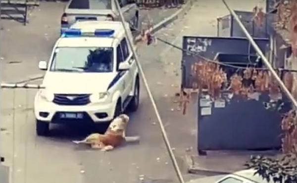 In Rostov, police tried to drive away a dog in an unusual way - Rostov-on-Don, Police, Dog, Negative, Video, Longpost