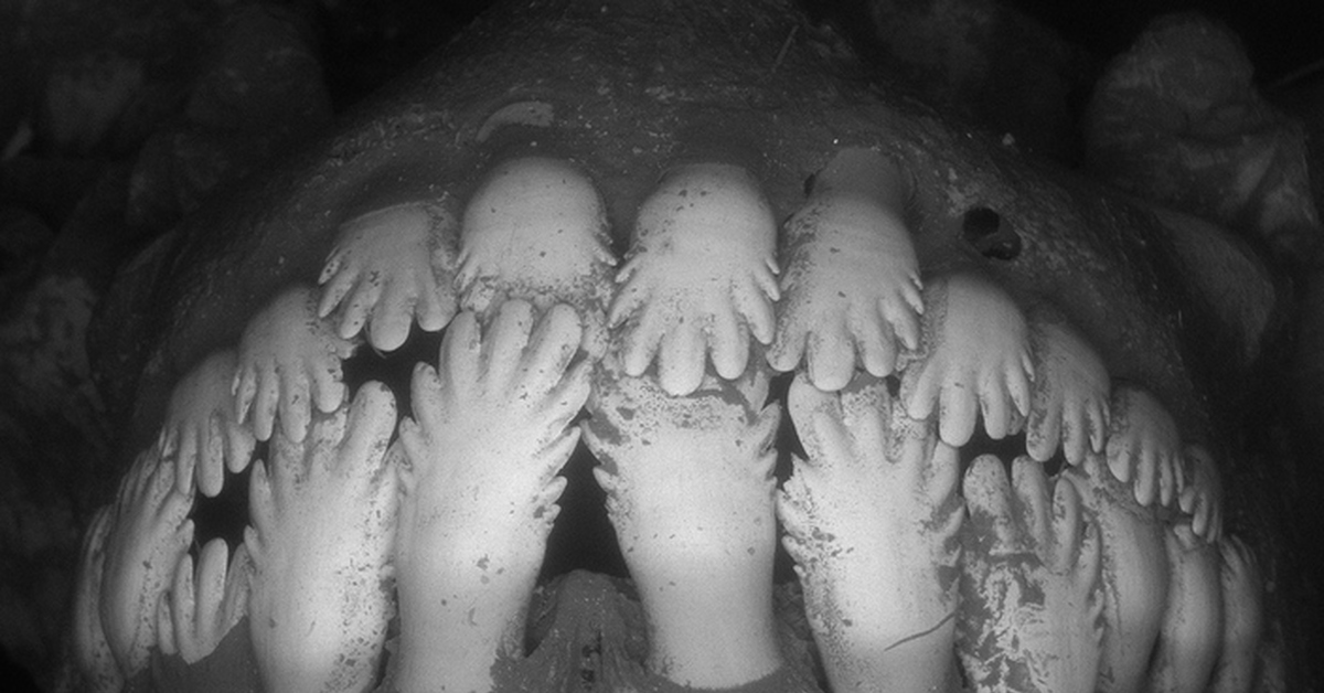 Чьи эти красивые зубки? | Пикабу