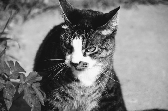 ������� ����