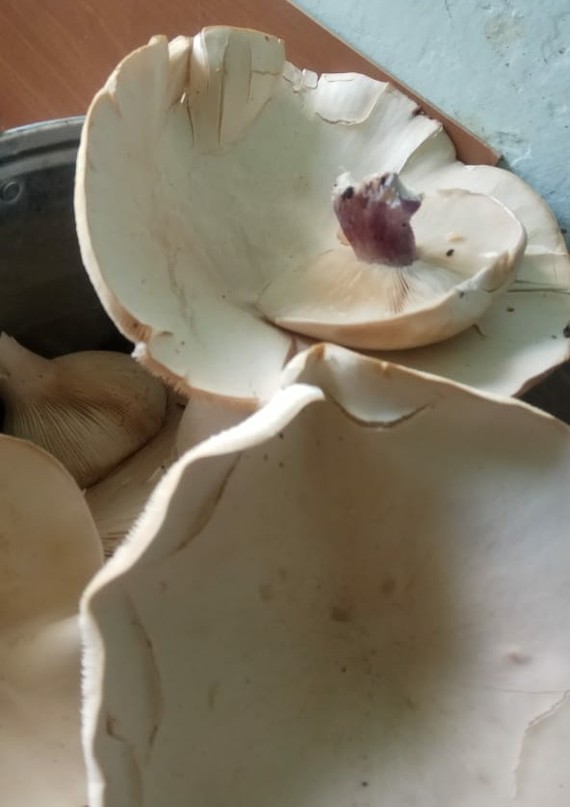 Help identify mushrooms - My, Mushrooms, Identification, Longpost