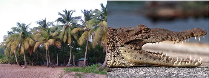 Amateur programmer: crocodile can't be caught, coconut doesn't grow - My, Javascript, Question, Longpost, Framework