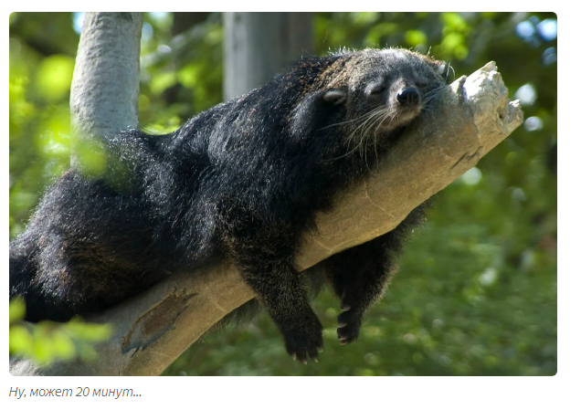 Gula: cat bear. - Animals, Moscow Zoo, Informative, Yandex Zen, Longpost, Binturong