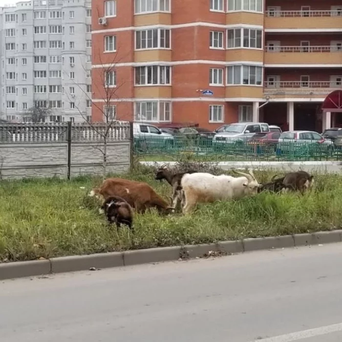 City goats - Street photography, Kaluga