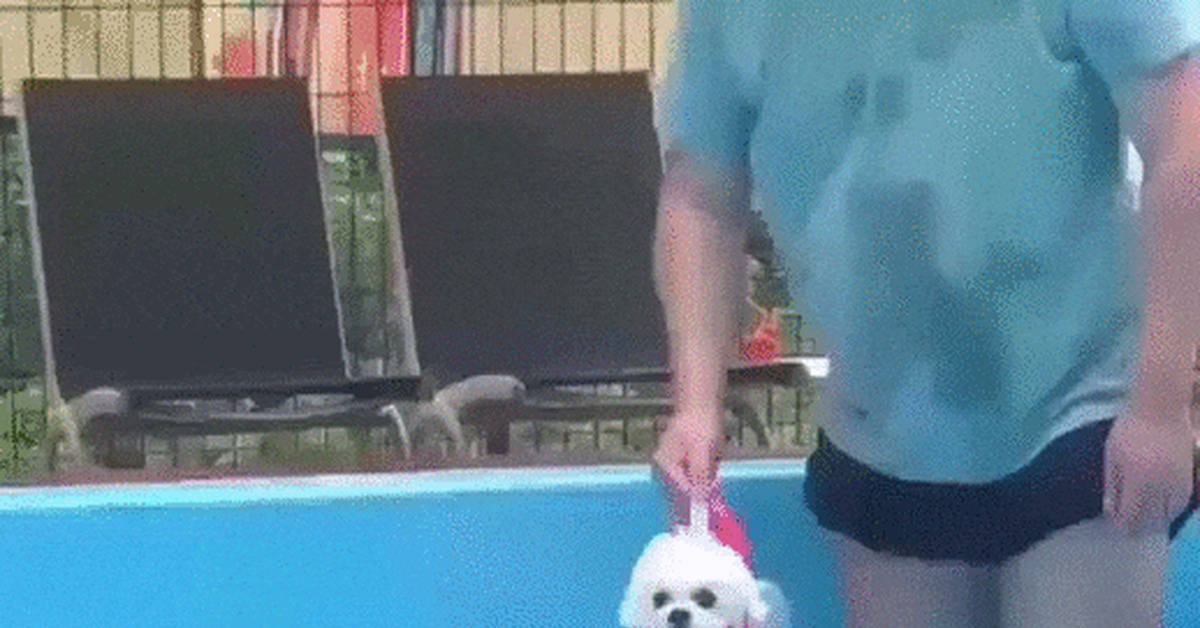The engine started - Dog, Lapdog, Pets, Swimming, Swimming pool, Master, GIF
