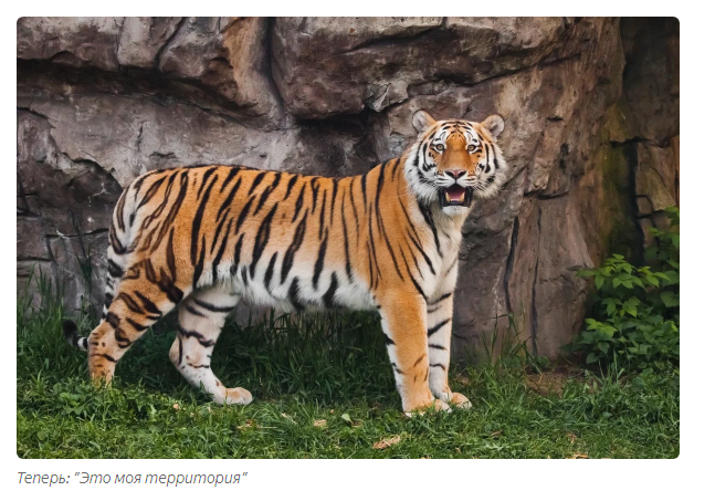 Amur tiger: divine hunter. - Animals, Amur tiger, Moscow Zoo, Informative, Yandex Zen, Video, Longpost, Tiger