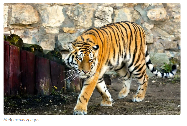 Amur tiger: divine hunter. - Animals, Amur tiger, Moscow Zoo, Informative, Yandex Zen, Video, Longpost, Tiger