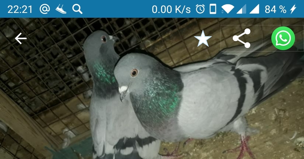Как отличить самку голубя от самца голубя фото