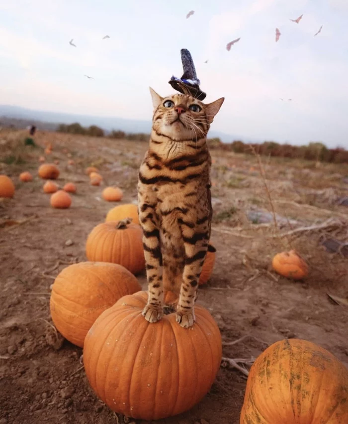 Boo...! - Sukiicat, cat, Catomafia, Pumpkin, Halloween