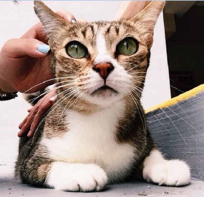 Порода японской кошки хана