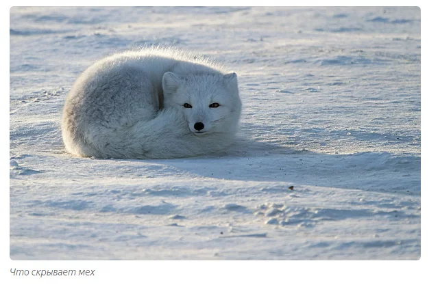 Arctic foxes: furry demons. - Arctic fox, Moscow Zoo, Informative, Yandex Zen, Animals, Longpost