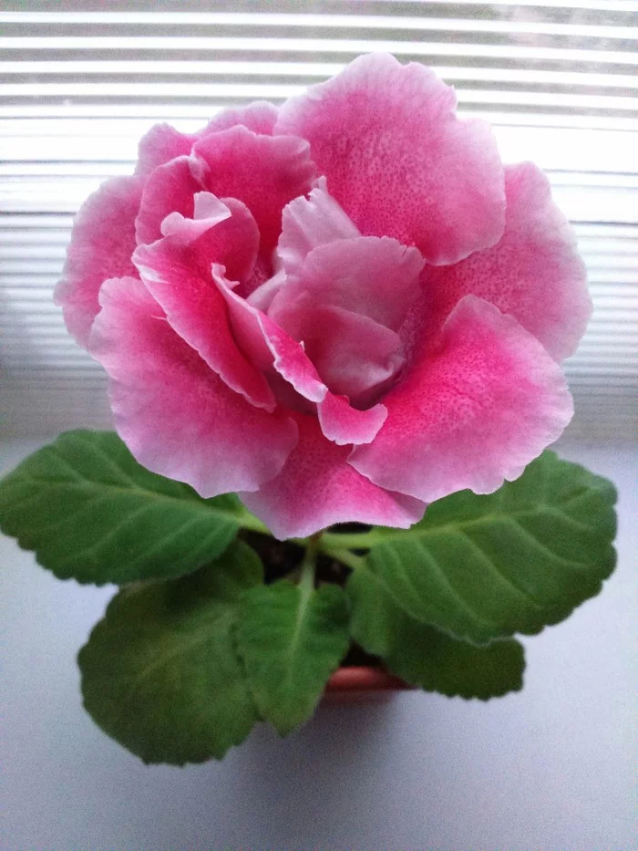 Gloxinia. - Gloxinia, Gloxinia, Houseplants, Flowers, My Flowers, Longpost