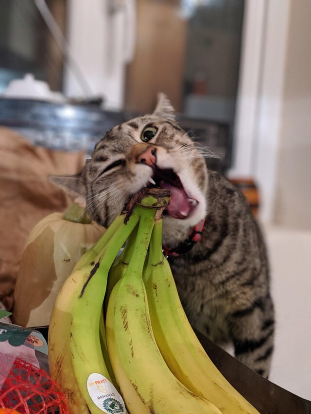 I'll try to see if the bananas are ripe - cat, Catomafia, The photo, Milota, Banana