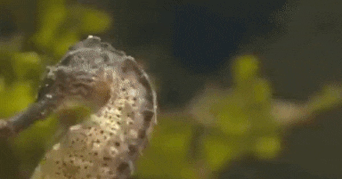 - Herd, march to freedom!! - Sea Horse, Young, Father, GIF, Childbirth