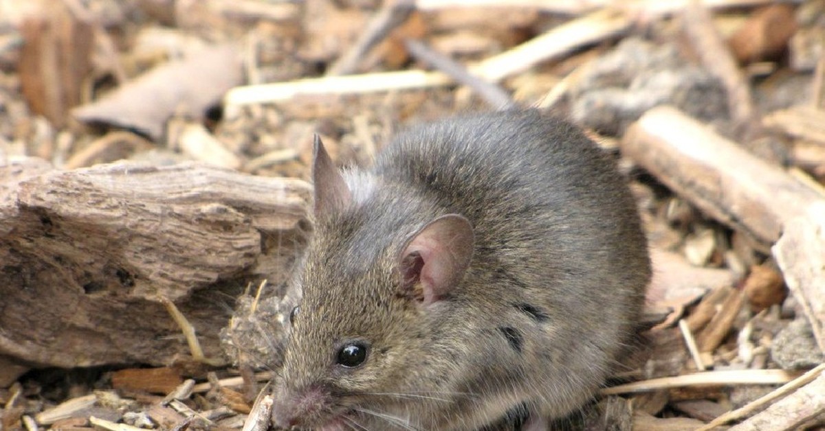 Sibm mouse. Mus musculus домовая мышь. Мышь домовая (mus musculus l.. Мышь домовая серая. Мышь полевка серая.