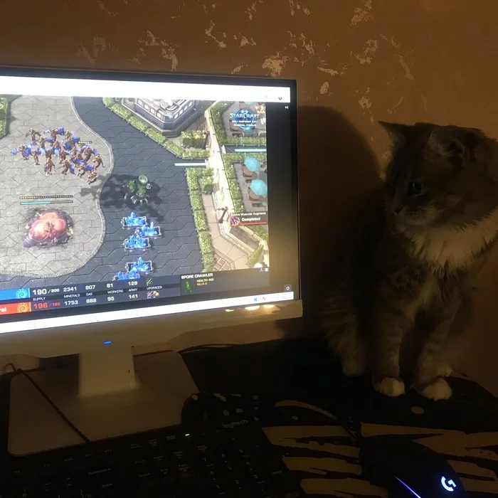 Starcraft'er cat is a joy in the family! - My, Catomafia, cat, Starcraft 2