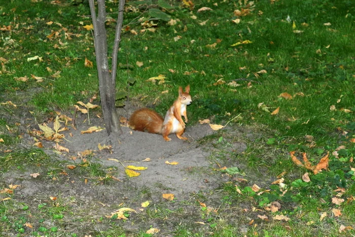 Who's watching in the area??? - My, Beginning photographer, Animals, Squirrel