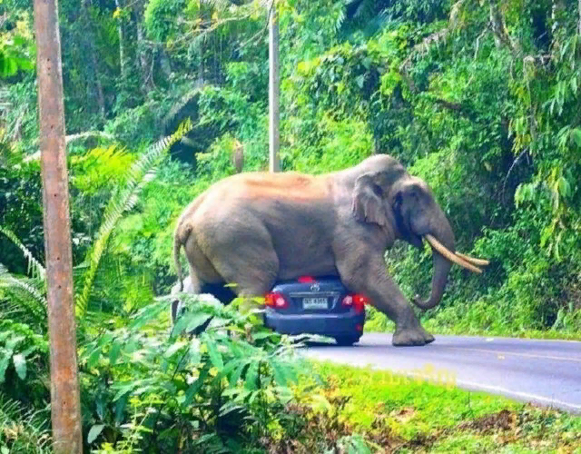 In Thailand, an elephant lay down on the roof of a car. - news, Elephants, Туристы, Auto