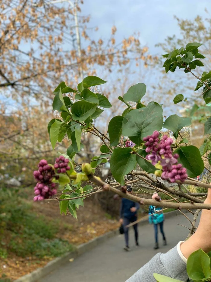 November 2. Lilacs have bloomed in Vladivostok. - My, Vladivostok, November, Autumn, HHW, Longpost