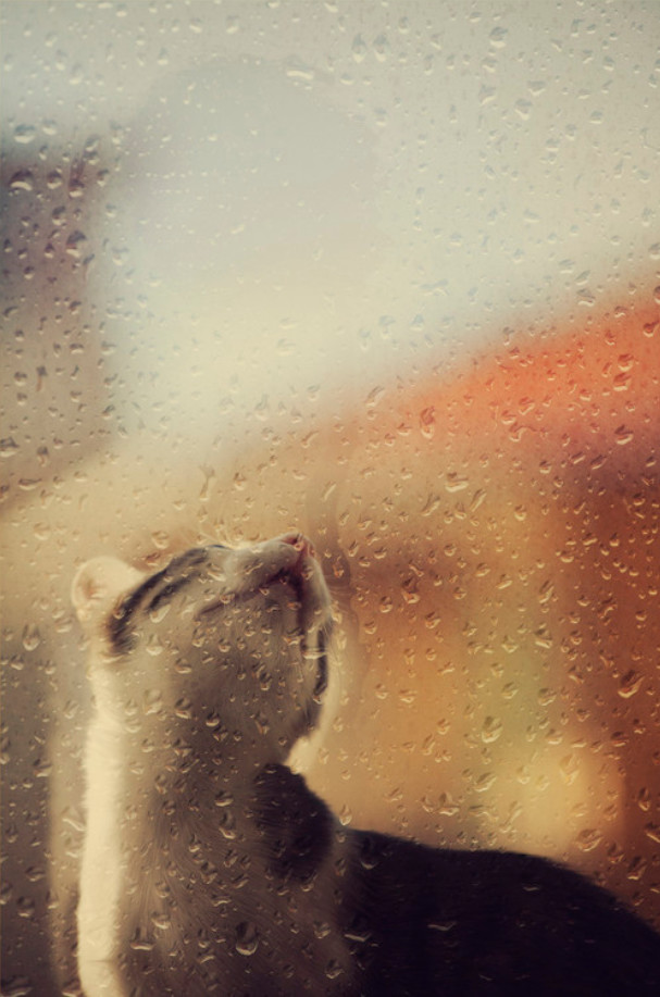 Rain... - cat, Rain, Catomafia