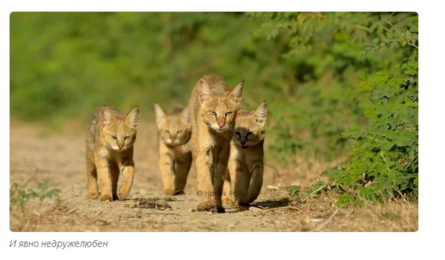 Jungle cat: you cannot take him home. - Animals, Jungle cat, Moscow Zoo, Informative, Longpost, Life stories, Small cats, Cat family, Predatory animals, Wild animals