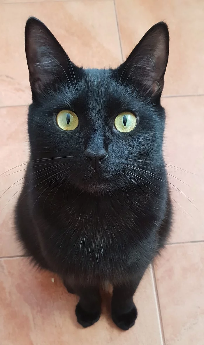 Boo!.. - My, Black cat, cat, Catomafia