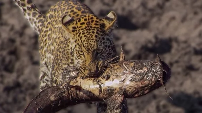 Leopard learns to catch catfish - Leopard, Hunting, wildlife, Catfish, Video, Longpost, Big cats, Wild animals, Africa