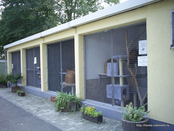 Animal shelters in Germany - Animal shelter, cat, Dog, Germany, Longpost