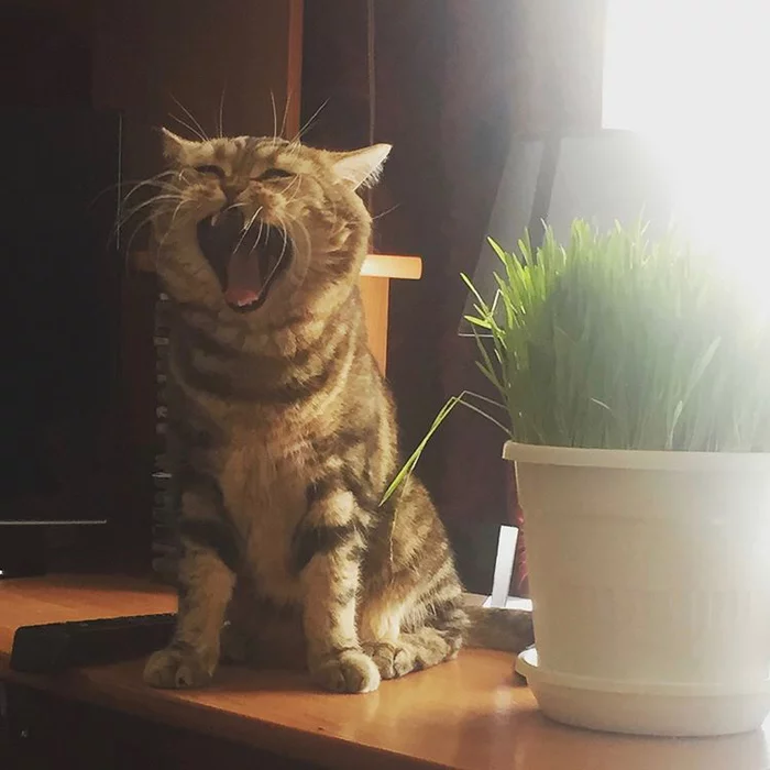 My personal tiger - My, cat, Grass