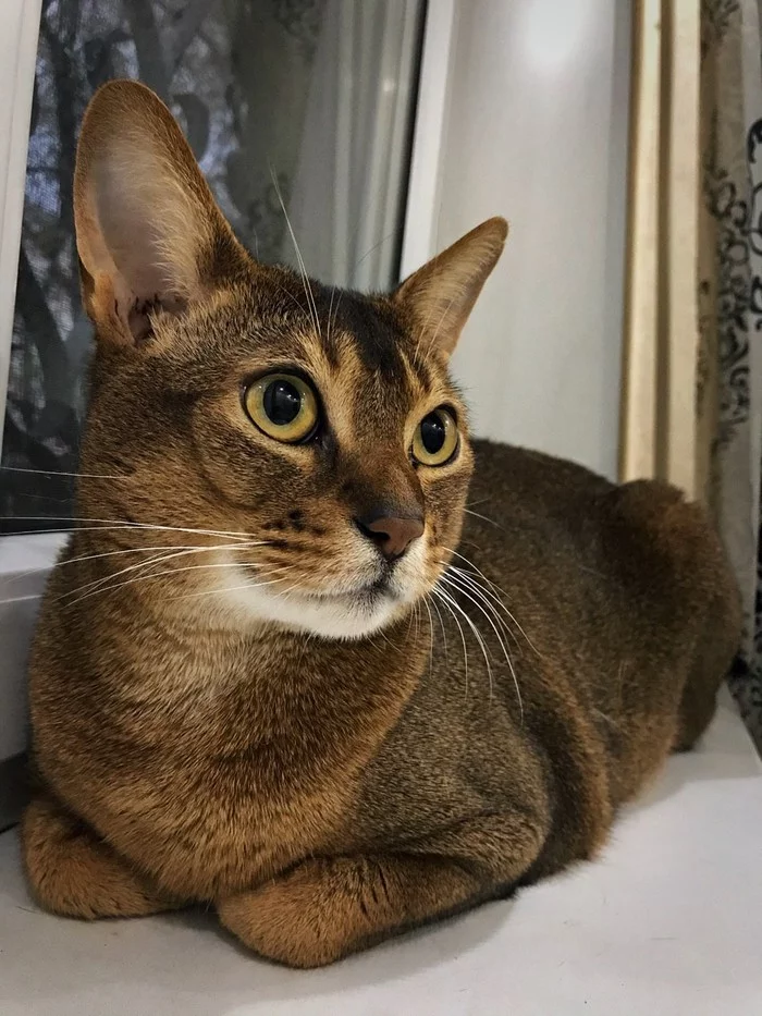 Just an Abyssinian cat - My, Abyssinian cat, Catomafia, cat