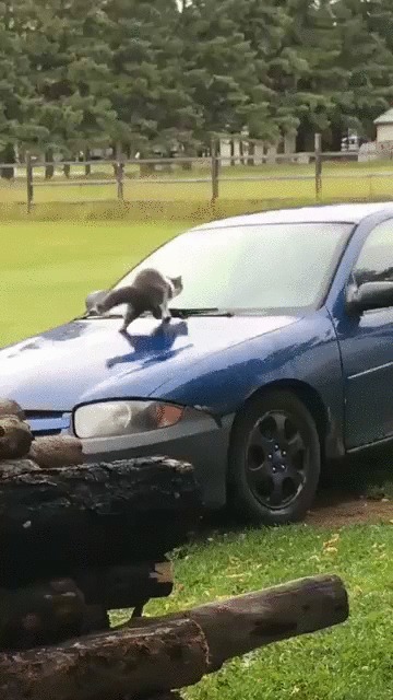 Вот это развлечение! Кот, Котомафия, Животные, Машина, Авто, Горка, Развлечения, Гифка