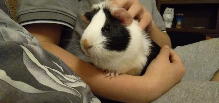 Georgy Ivanovich is one year old - My, Guinea pig, Pet, Dog, Pets