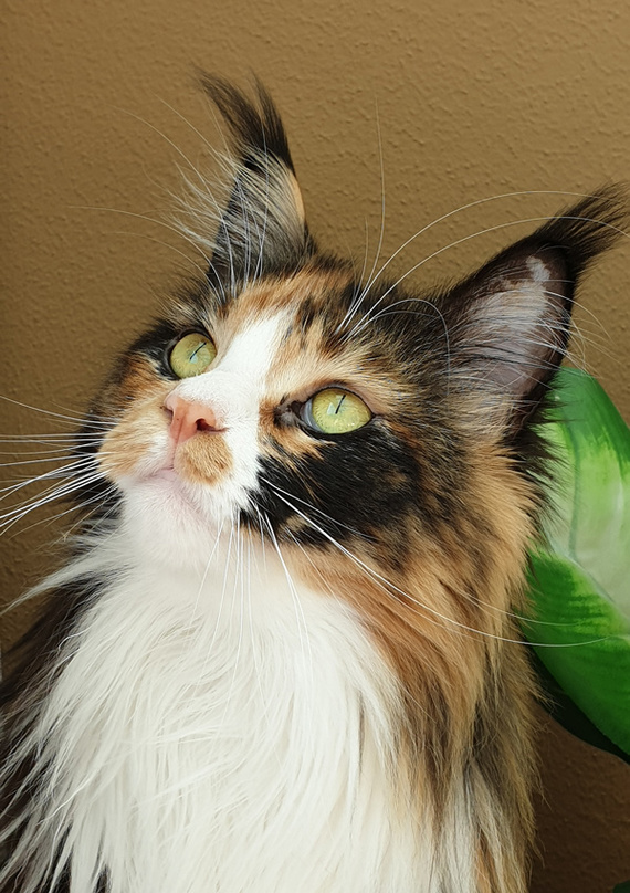 Выбор между Аканой и Роял Канином для мейнкунов | Пикабу