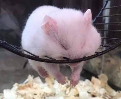 My spirit animal or me in the morning. - Dream, Hamster, Humor, Funny animals, Milota, Animals