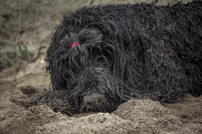 An incident on the river or a nudist drama. - My, Russian Black Terrier, Dog days, Loyalty, Dog, Longpost