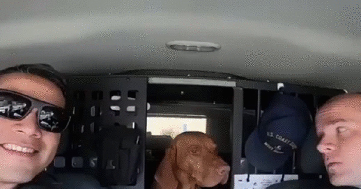 You can count on me, buddy! - Dog, Hungarian Vyzhla, Animals, Police, k-9, Service dogs, GIF