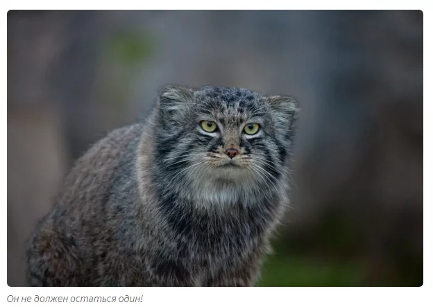 Two more Pallas' cats have arrived! - Pallas' cat, Animals, Moscow Zoo, Informative, Yandex Zen, Longpost, Small cats