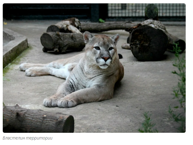 Gabriel: predatory loneliness. - Animals, Puma, Moscow Zoo, Informative, Yandex Zen, Longpost, Small cats