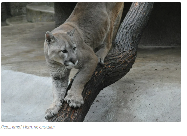 Gabriel: predatory loneliness. - Animals, Puma, Moscow Zoo, Informative, Yandex Zen, Longpost, Small cats