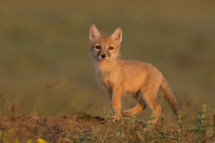 Korsak - My, The photo, Photo hunting, Animals, Kalmykia, Korsak, Fox