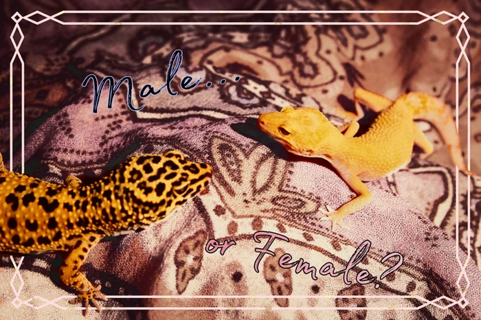 Sex of leopard geckos - My, Eublefar, Leopard gecko, Gecko, Reptiles at home, Eublepharis, Pets, Reptiles, Longpost